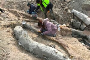 Целое окаменелое дерево обнаружено на греческом острове