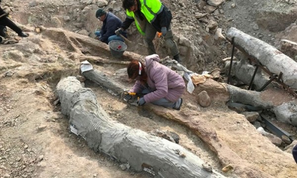 Целое окаменелое дерево обнаружено на греческом острове Целое окаменелое дерево обнаружено на греческом острове