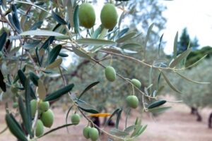Греческие оливки больше не приедут в Россию