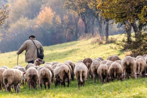Агроподдержка под давлением: греческое правительство торопится с планом сельхозсубсидий