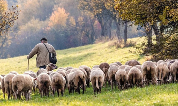 Агроподдержка под давлением: греческое правительство торопится с планом сельхозсубсидий Агроподдержка под давлением: греческое правительство торопится с планом сельхозсубсидий